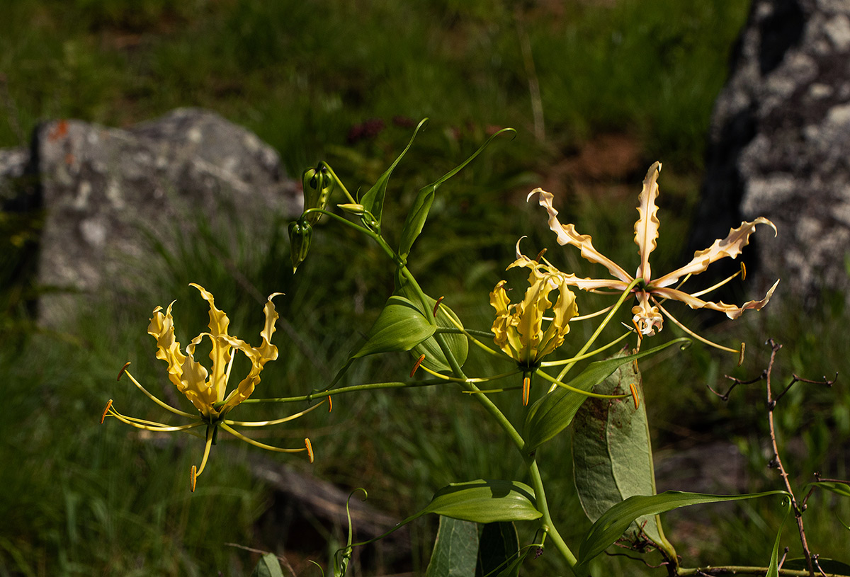 Gloriosa superba Gloriosa superba