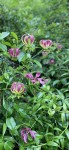 Gloriosa superba