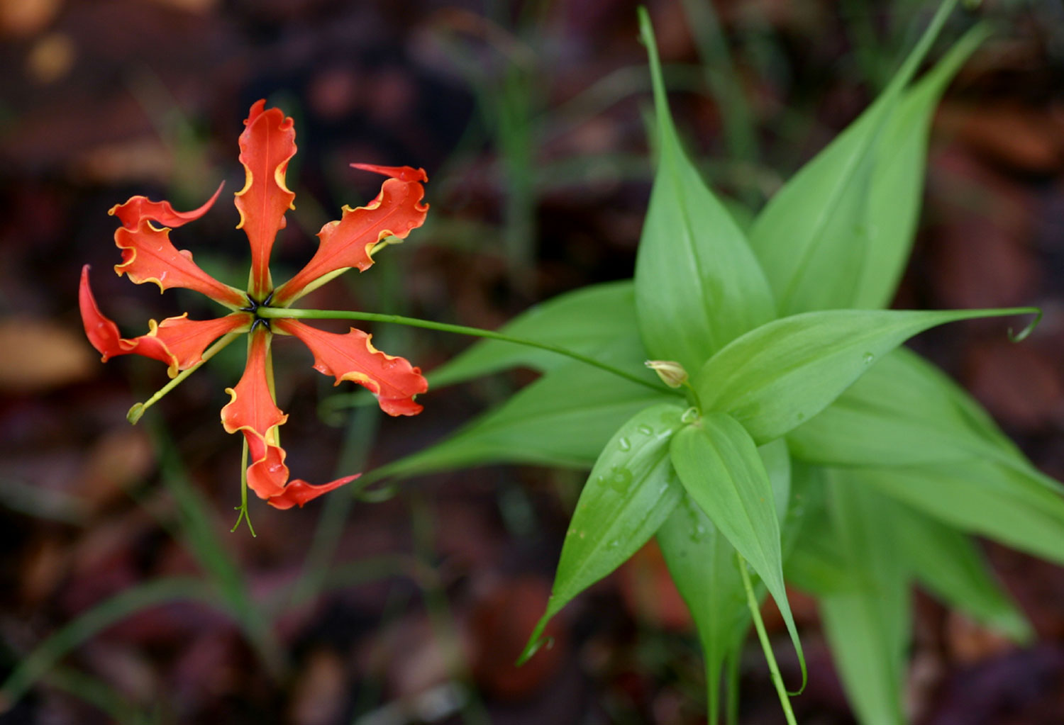 Gloriosa superba Gloriosa superba