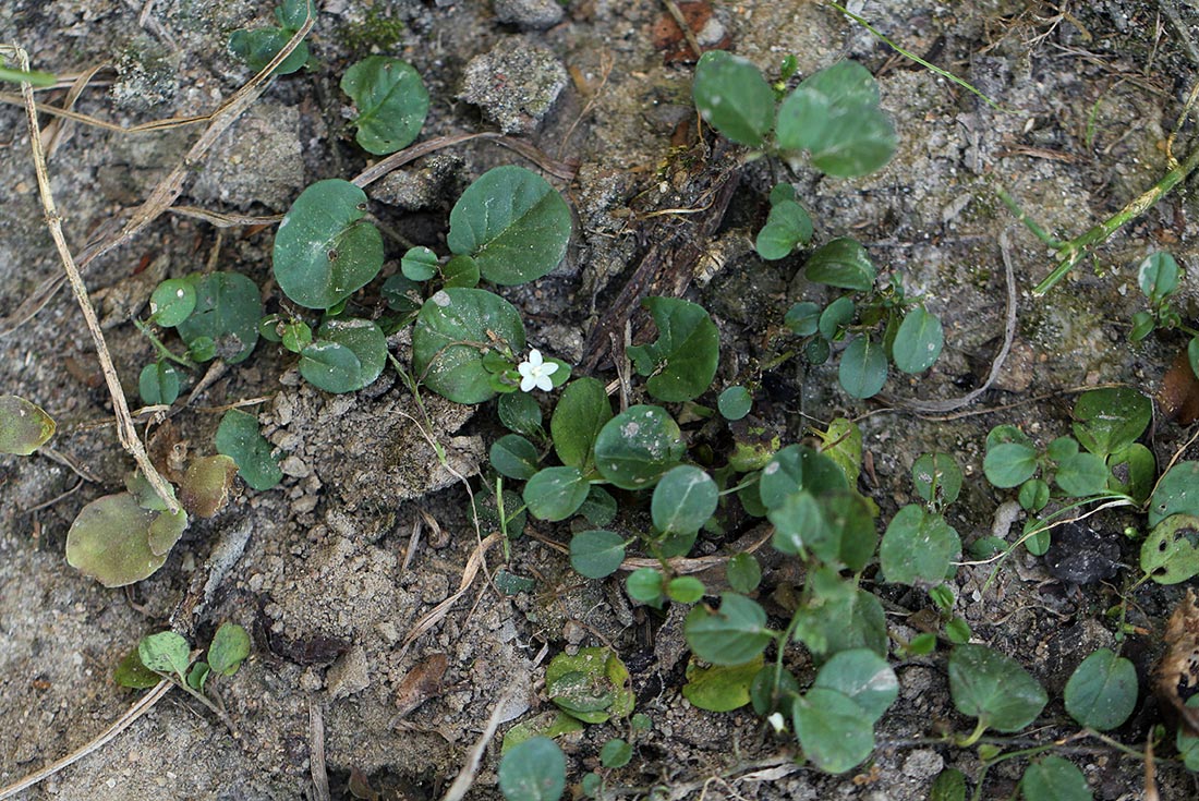 Evolvulus nummularius Evolvulus nummularius