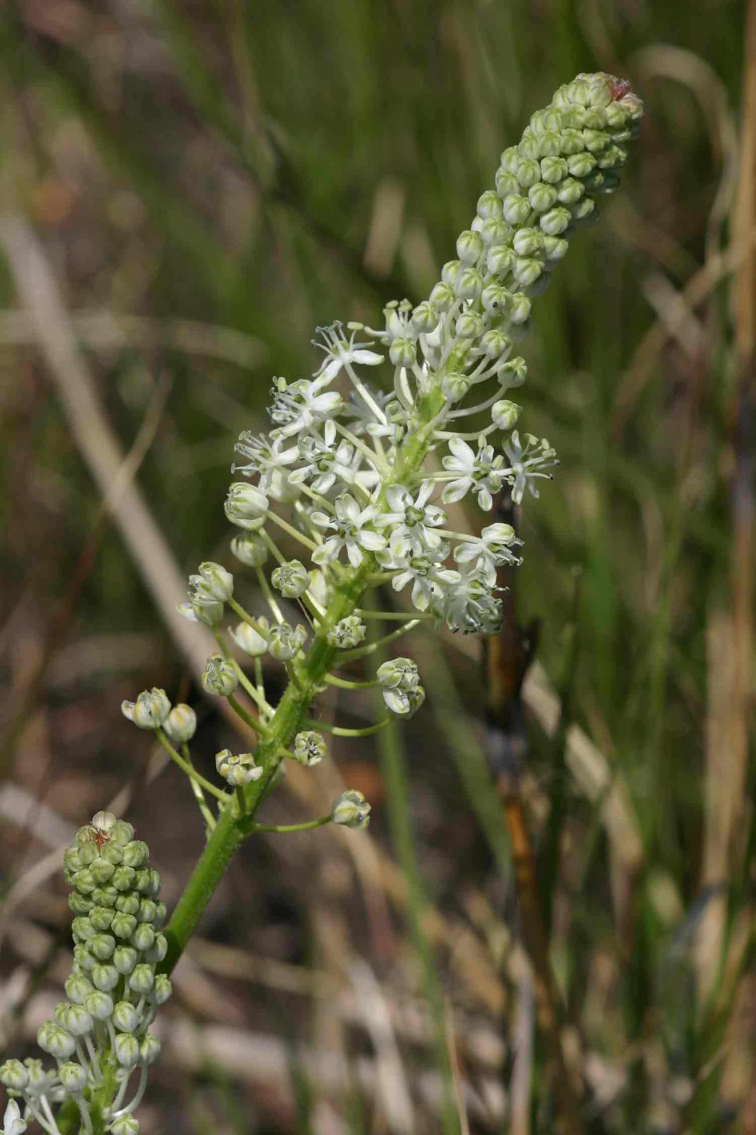 Schizocarphus nervosus Schizocarphus nervosus