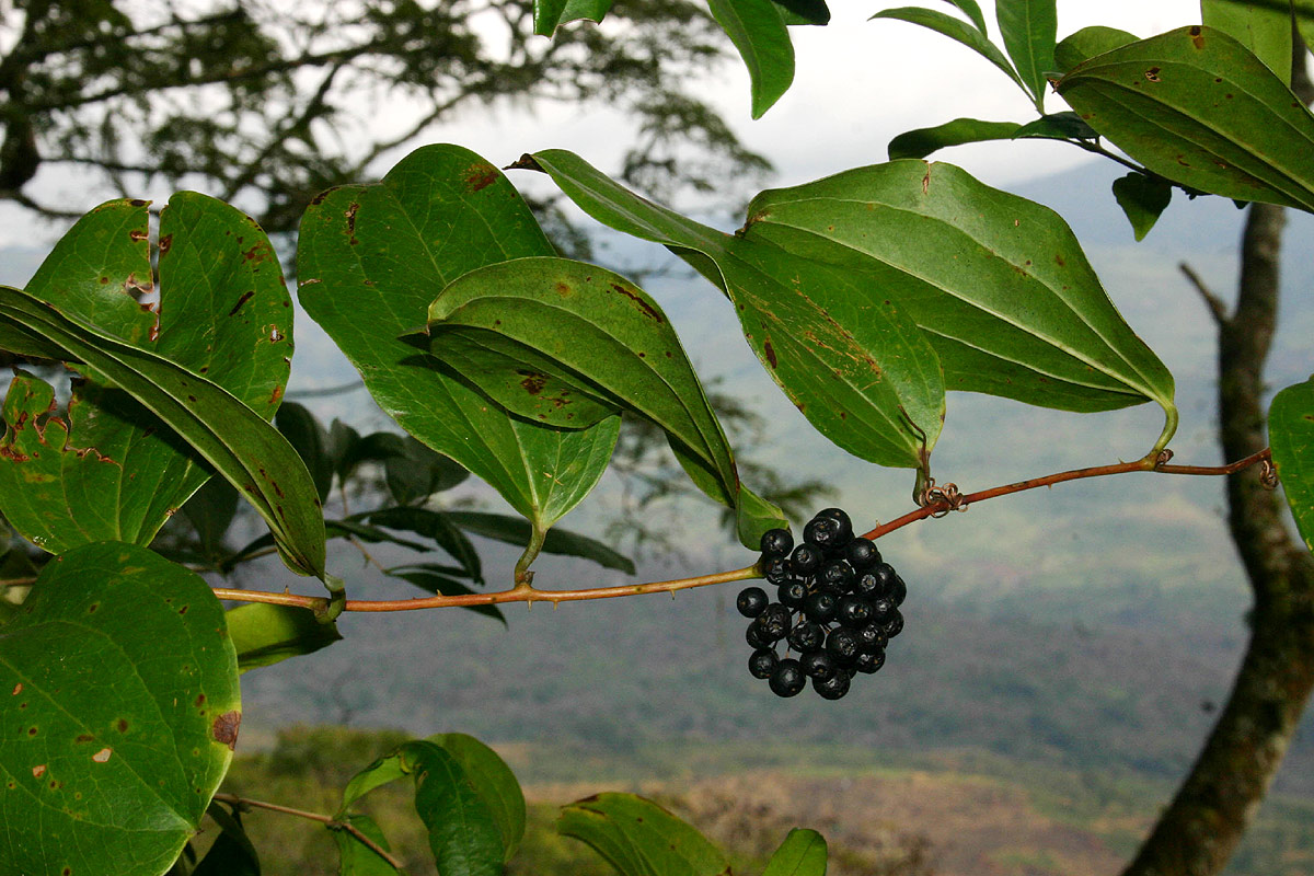 Smilax anceps Smilax anceps