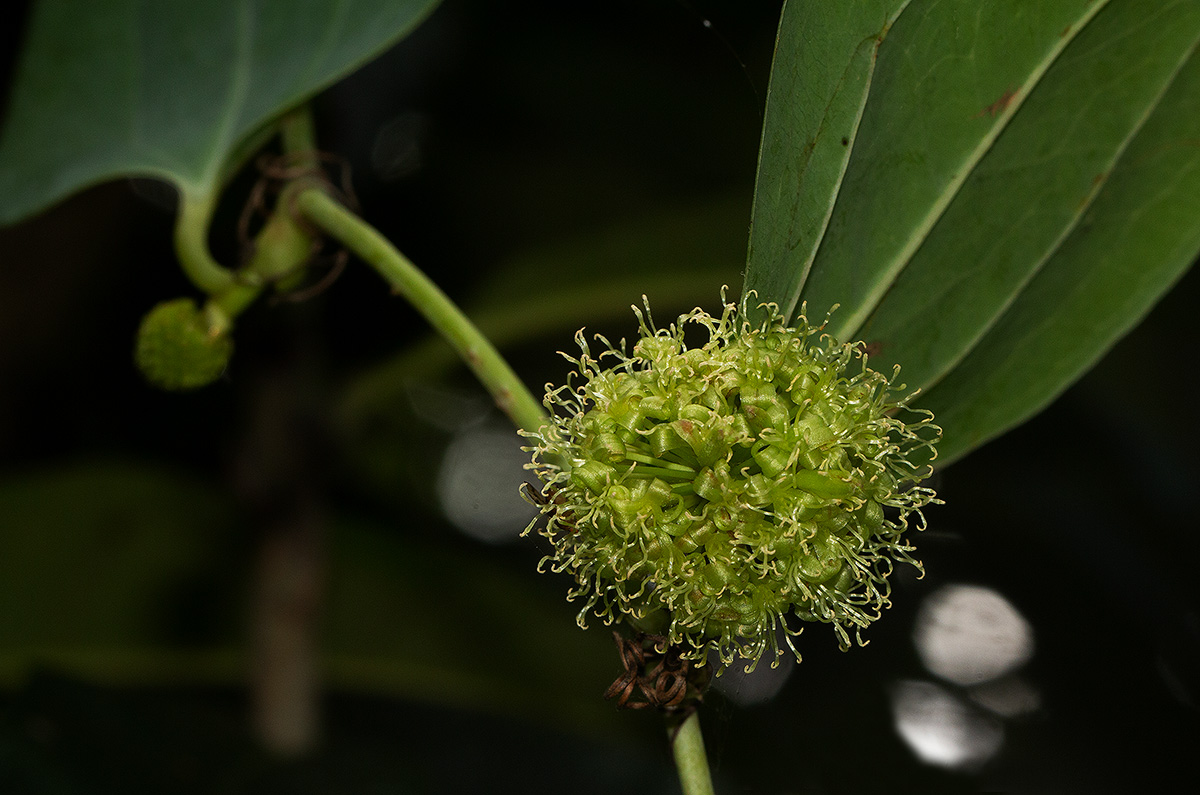 Smilax anceps Smilax anceps