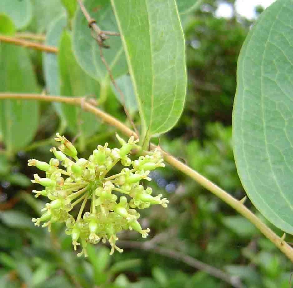 Smilax anceps Smilax anceps