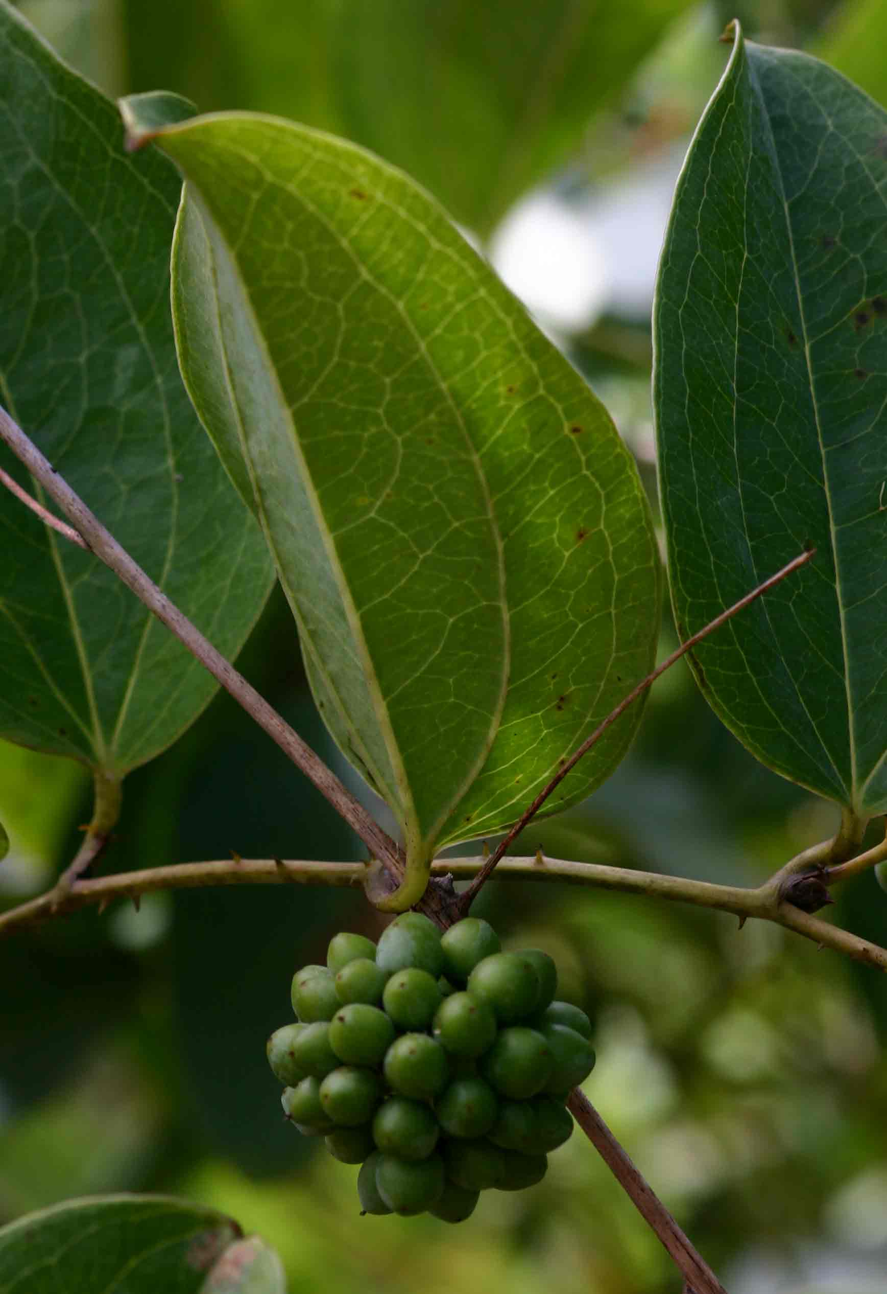 Smilax anceps Smilax anceps