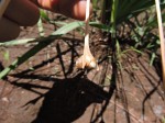 Boophone disticha