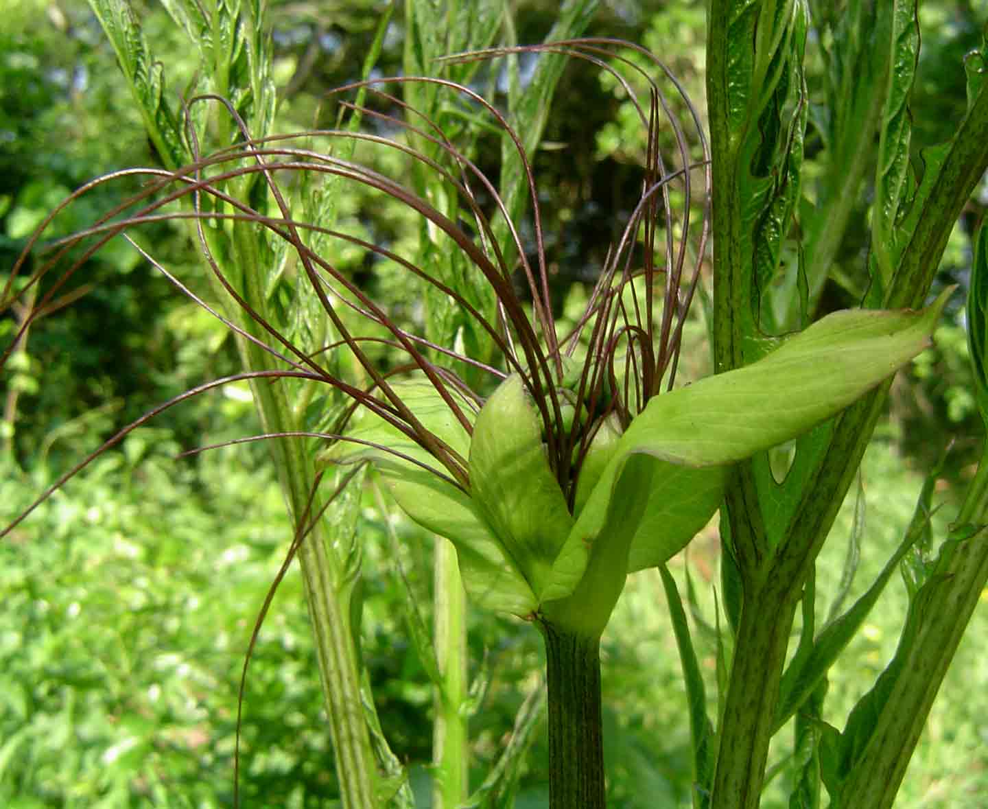 Tacca leontopetaloides Tacca leontopetaloides