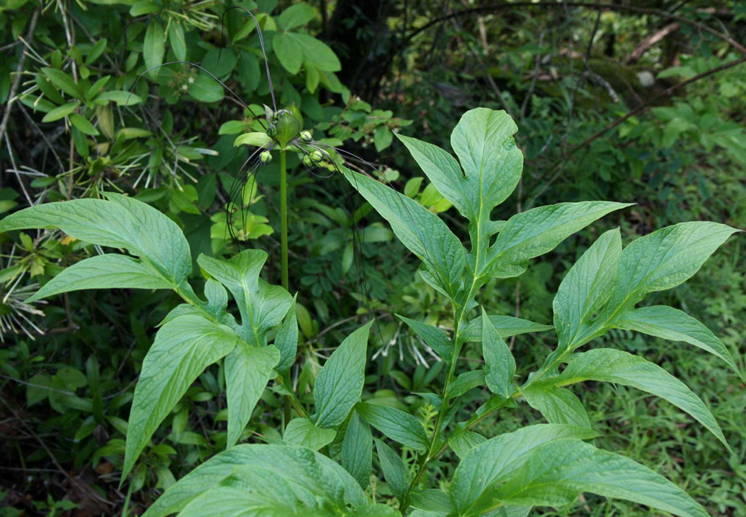Tacca leontopetaloides Tacca leontopetaloides