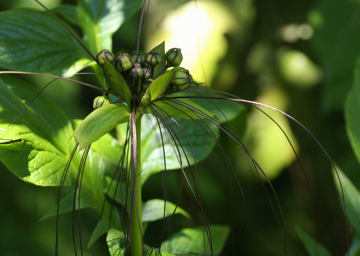 Tacca leontopetaloides Tacca leontopetaloides