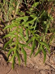 Tacca leontopetaloides