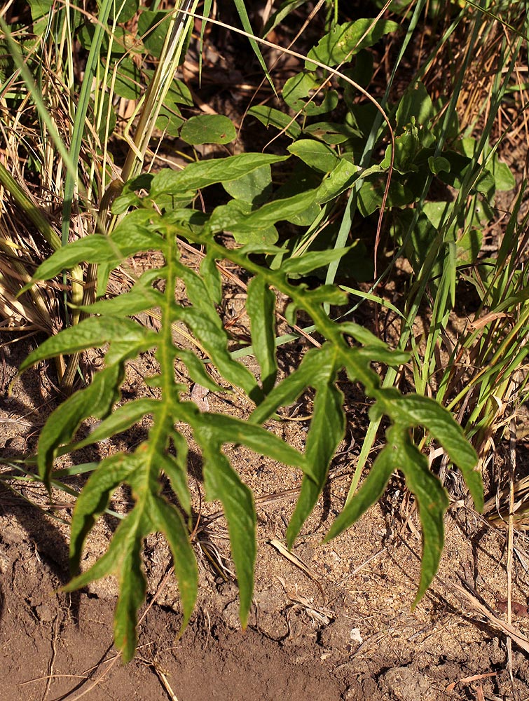 Tacca leontopetaloides Tacca leontopetaloides