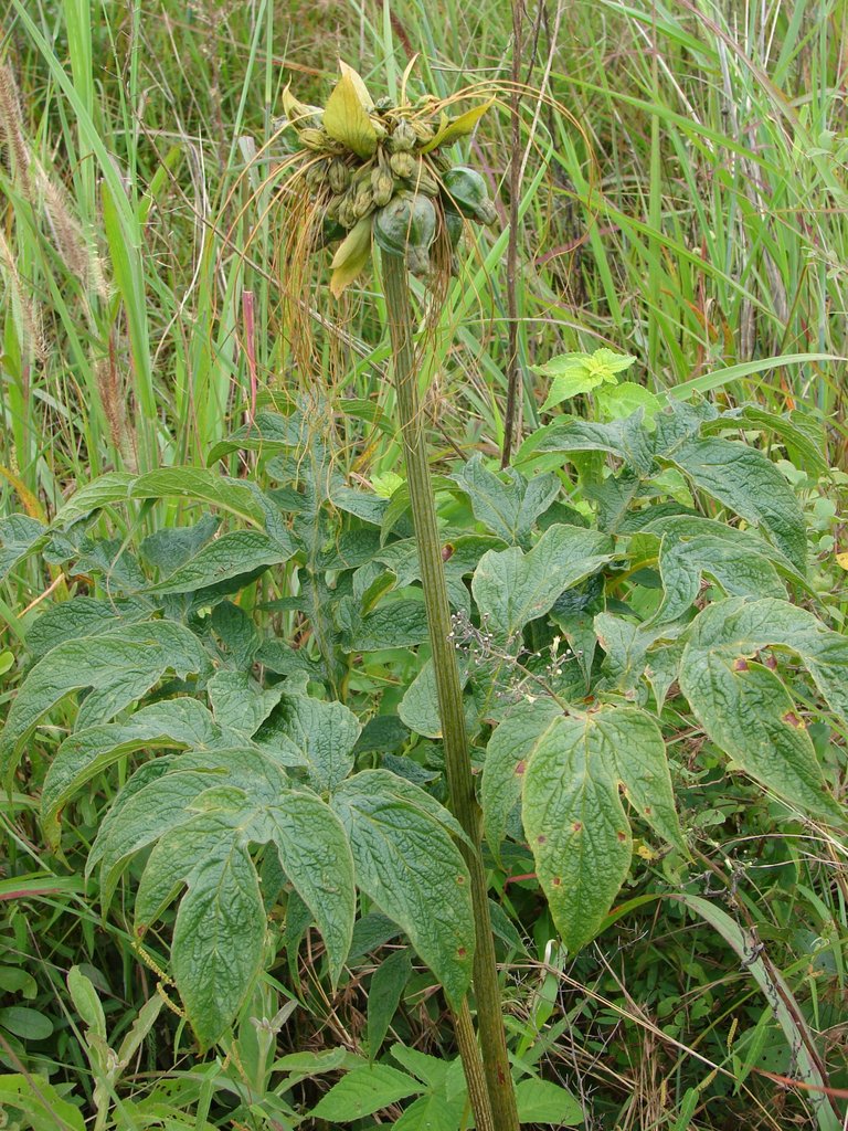 Tacca leontopetaloides Tacca leontopetaloides