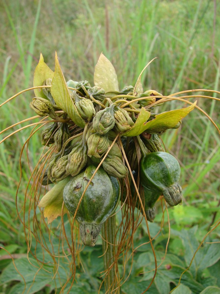 Tacca leontopetaloides Tacca leontopetaloides