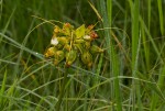 Tacca leontopetaloides