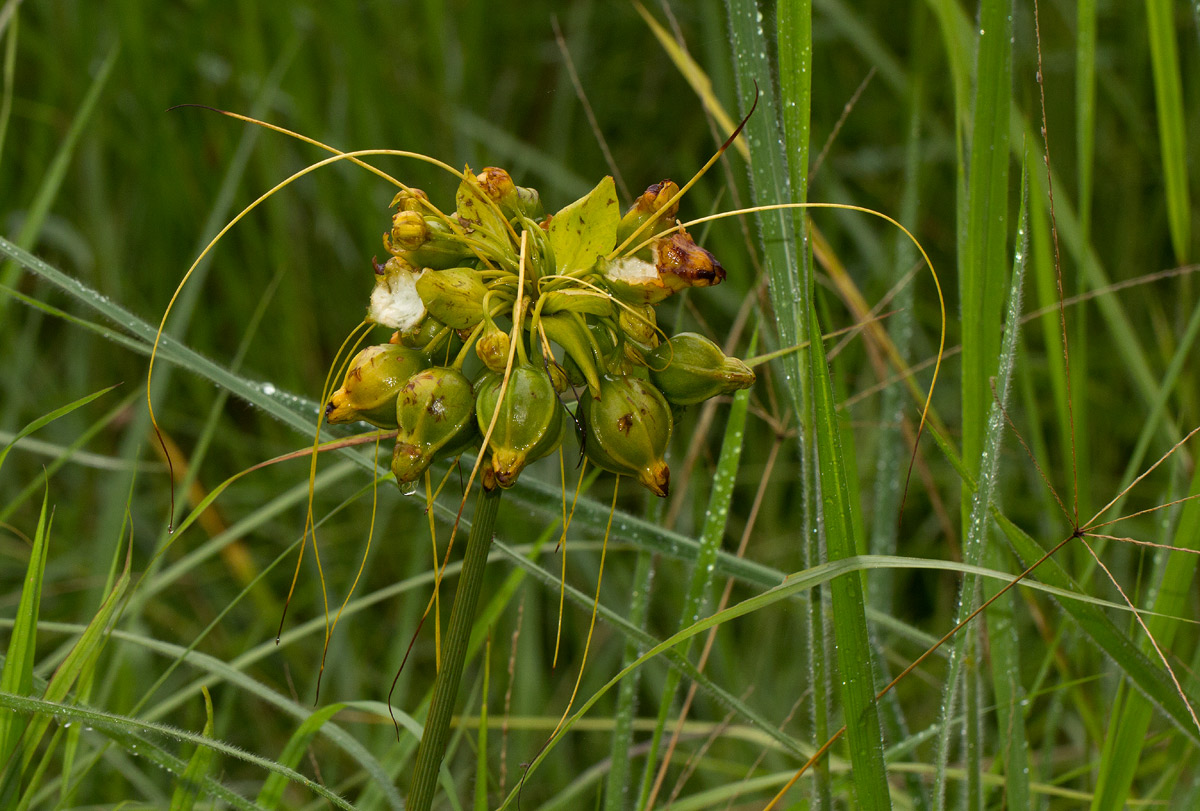 Tacca leontopetaloides Tacca leontopetaloides