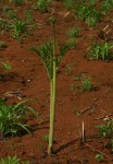 Tacca leontopetaloides