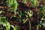 Tacca leontopetaloides