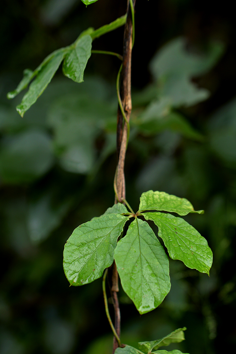 Dioscorea quartiniana Dioscorea quartiniana