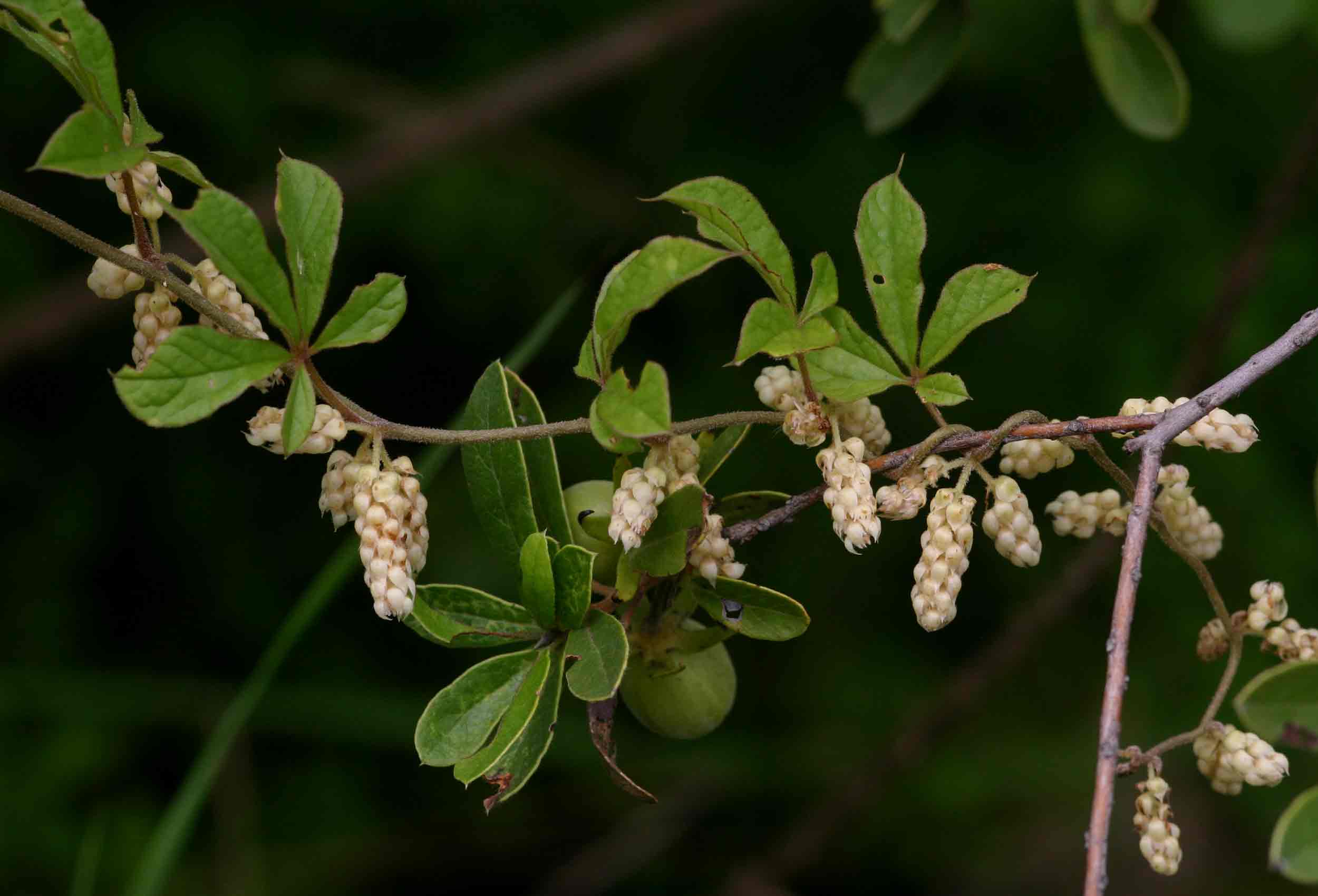 Dioscorea quartiniana Dioscorea quartiniana