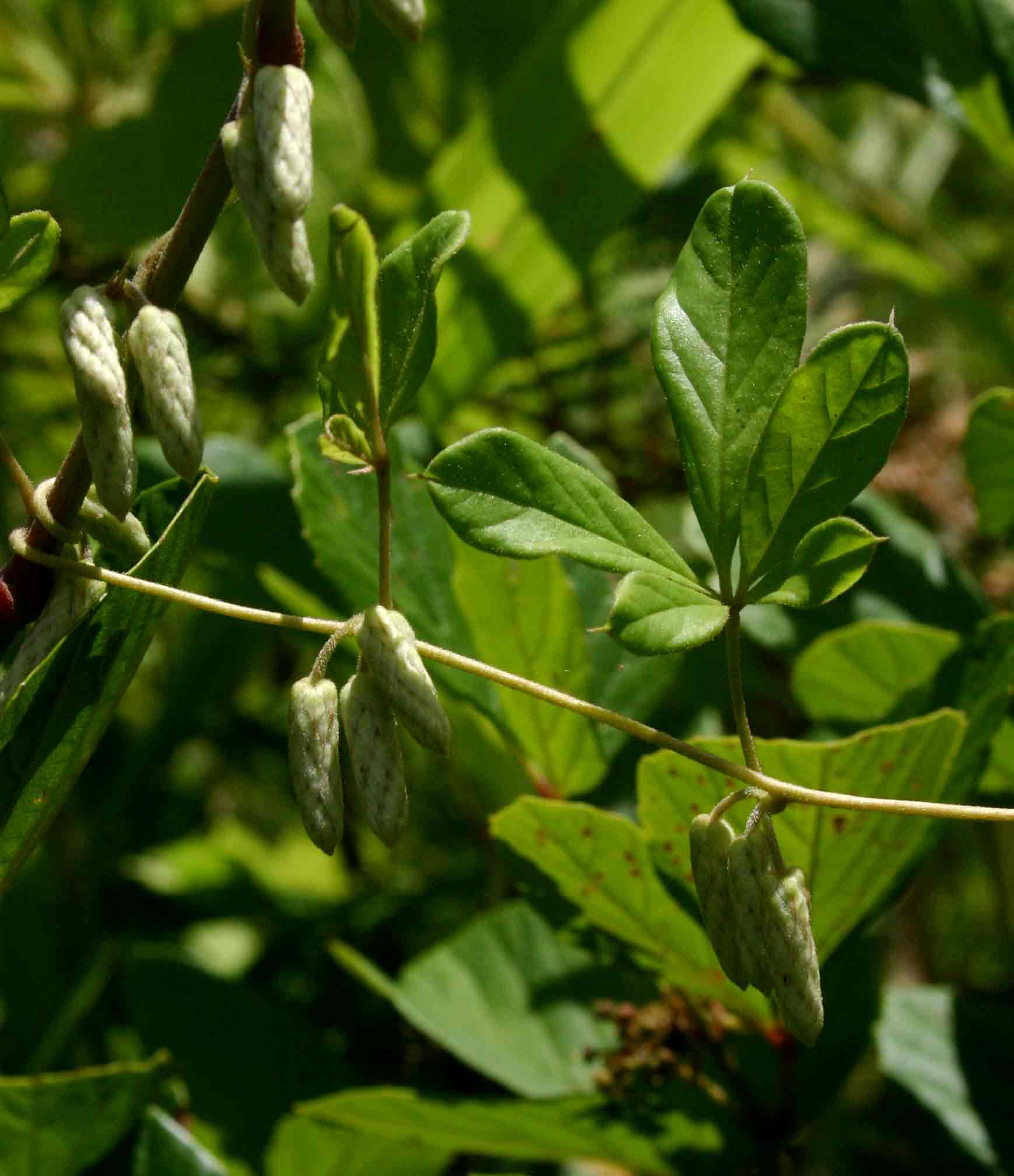 Dioscorea quartiniana Dioscorea quartiniana