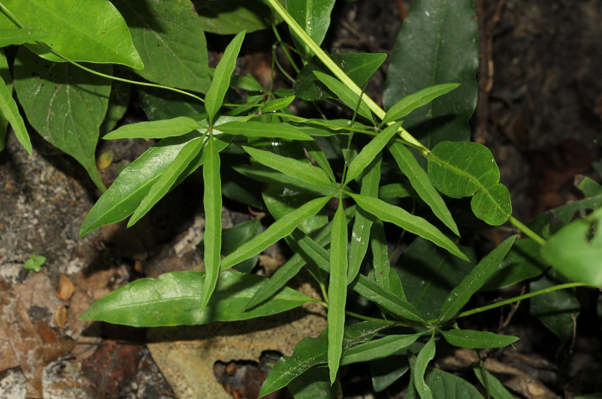 Dioscorea quartiniana Dioscorea quartiniana