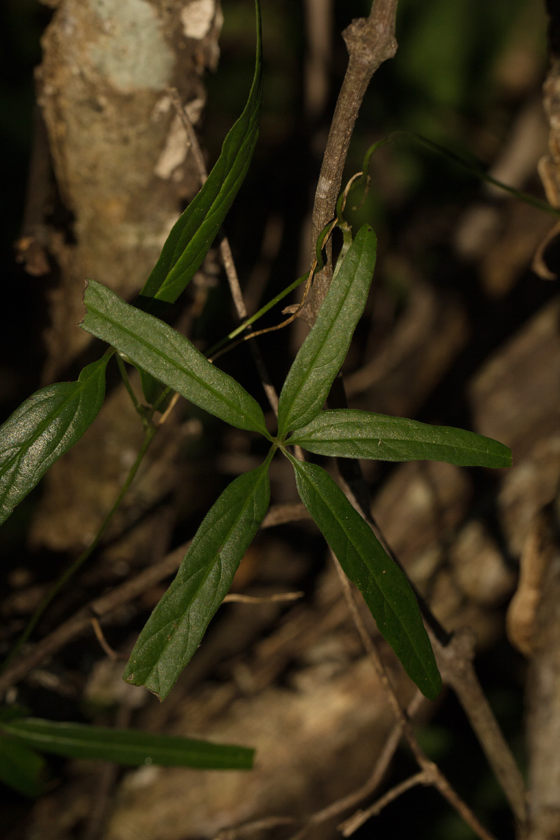Dioscorea quartiniana Dioscorea quartiniana