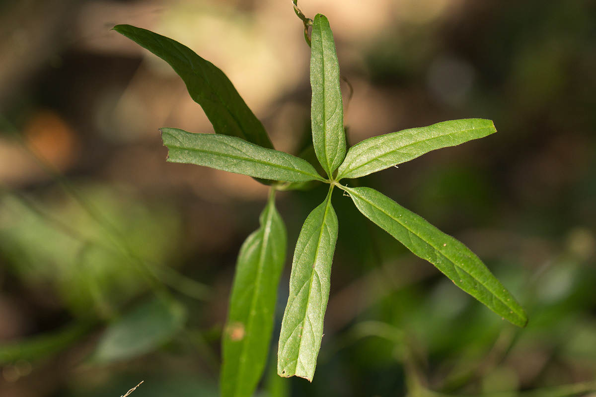 Dioscorea quartiniana Dioscorea quartiniana