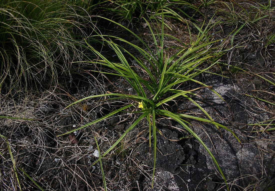 Hypoxis angustifolia Hypoxis angustifolia