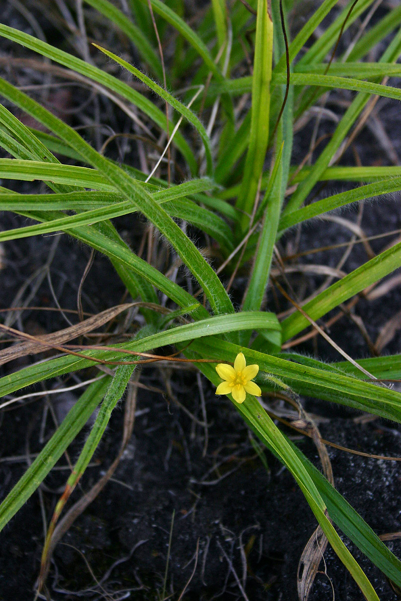Hypoxis angustifolia Hypoxis angustifolia