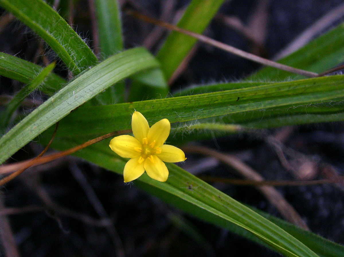 Hypoxis angustifolia Hypoxis angustifolia