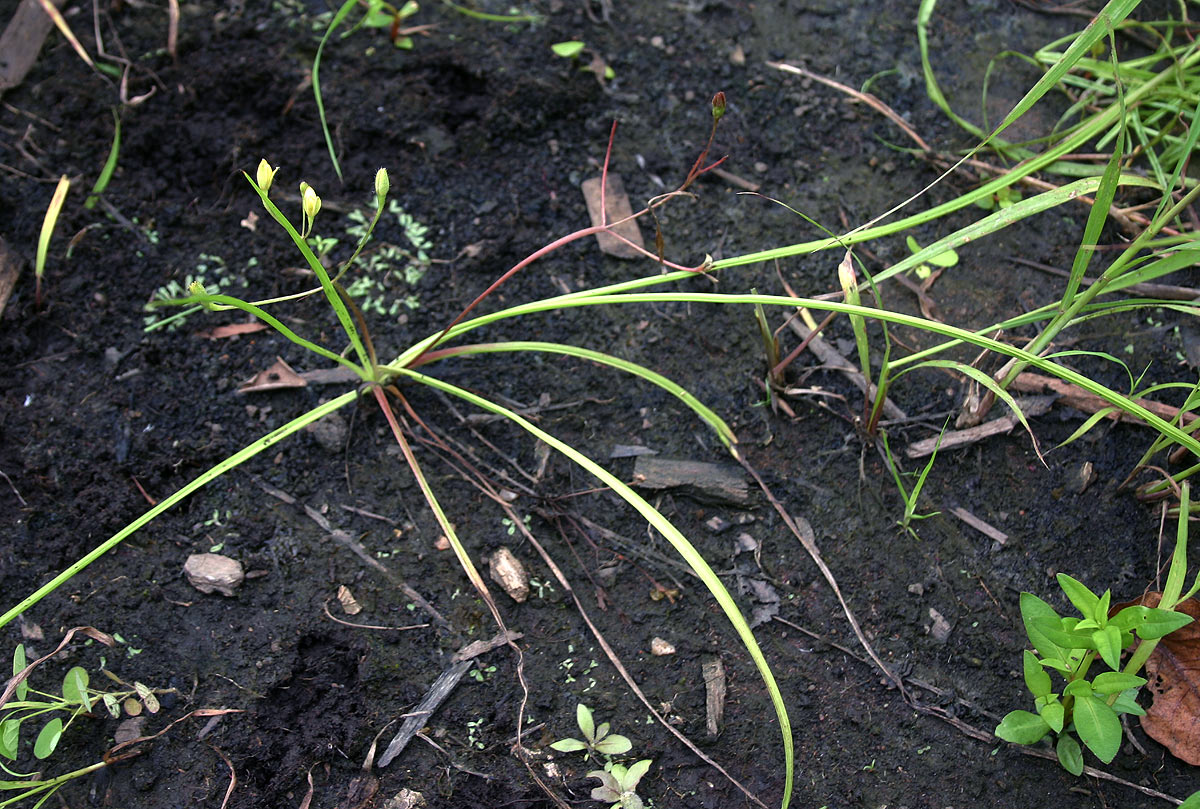 Hypoxis angustifolia Hypoxis angustifolia