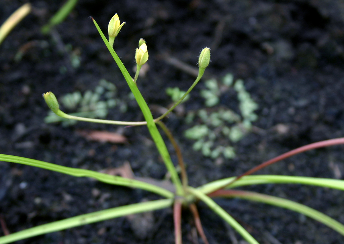 Hypoxis angustifolia Hypoxis angustifolia
