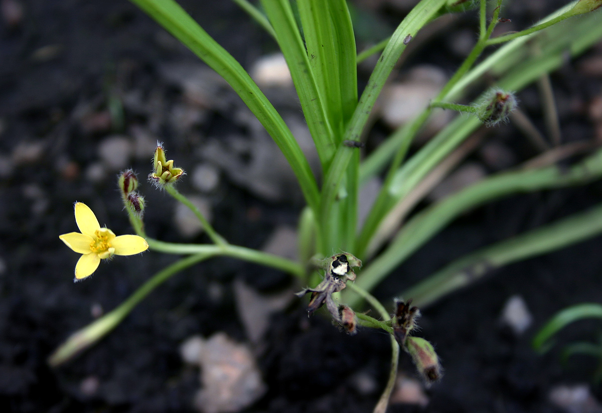 Hypoxis angustifolia Hypoxis angustifolia