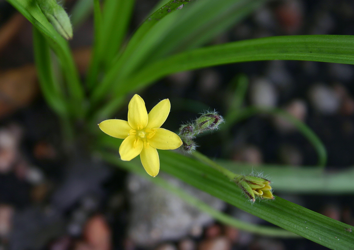 Hypoxis angustifolia Hypoxis angustifolia