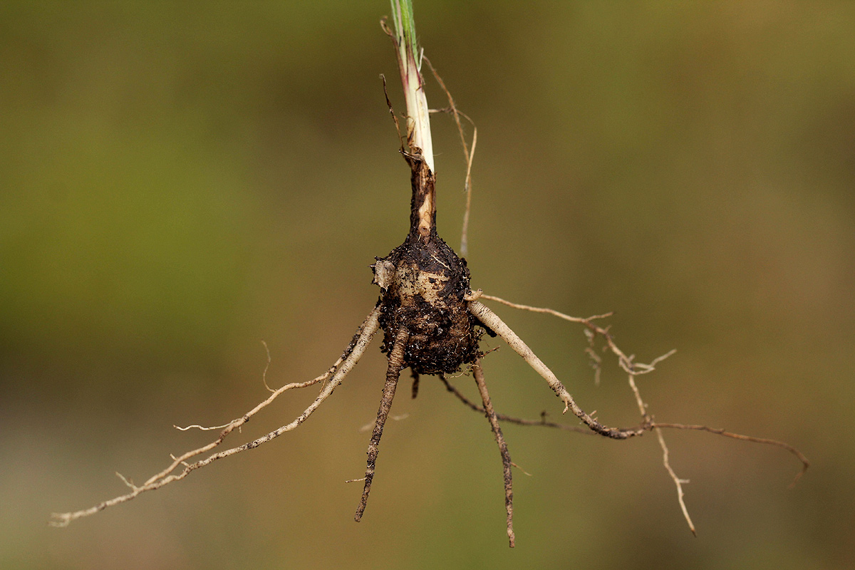 Hypoxis filiformis Hypoxis filiformis