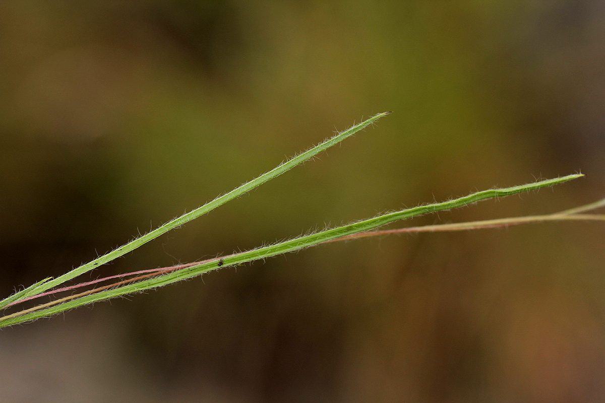 Hypoxis filiformis Hypoxis filiformis
