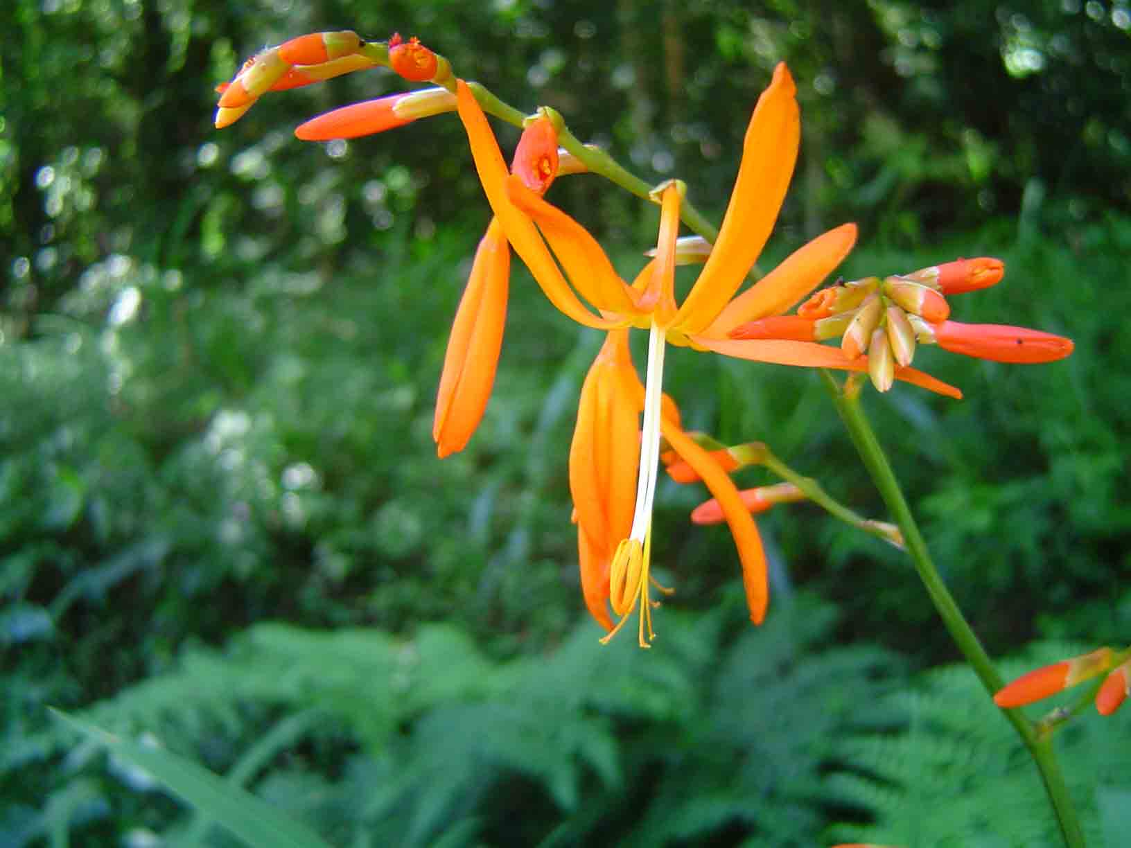 Crocosmia aurea subsp. aurea Crocosmia aurea subsp. aurea