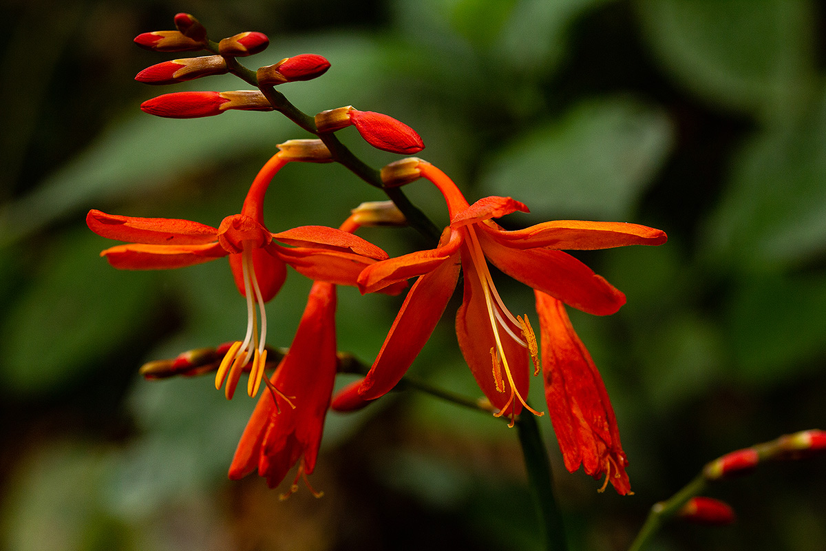 Crocosmia aurea subsp. aurea Crocosmia aurea subsp. aurea