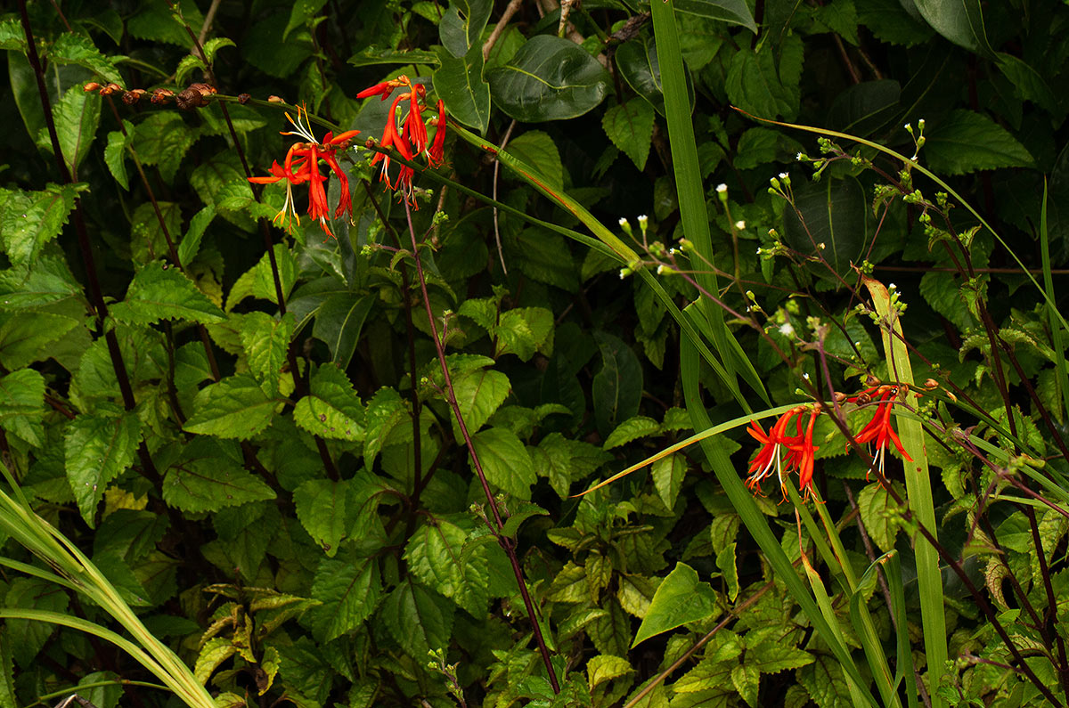 Crocosmia aurea subsp. aurea Crocosmia aurea subsp. aurea