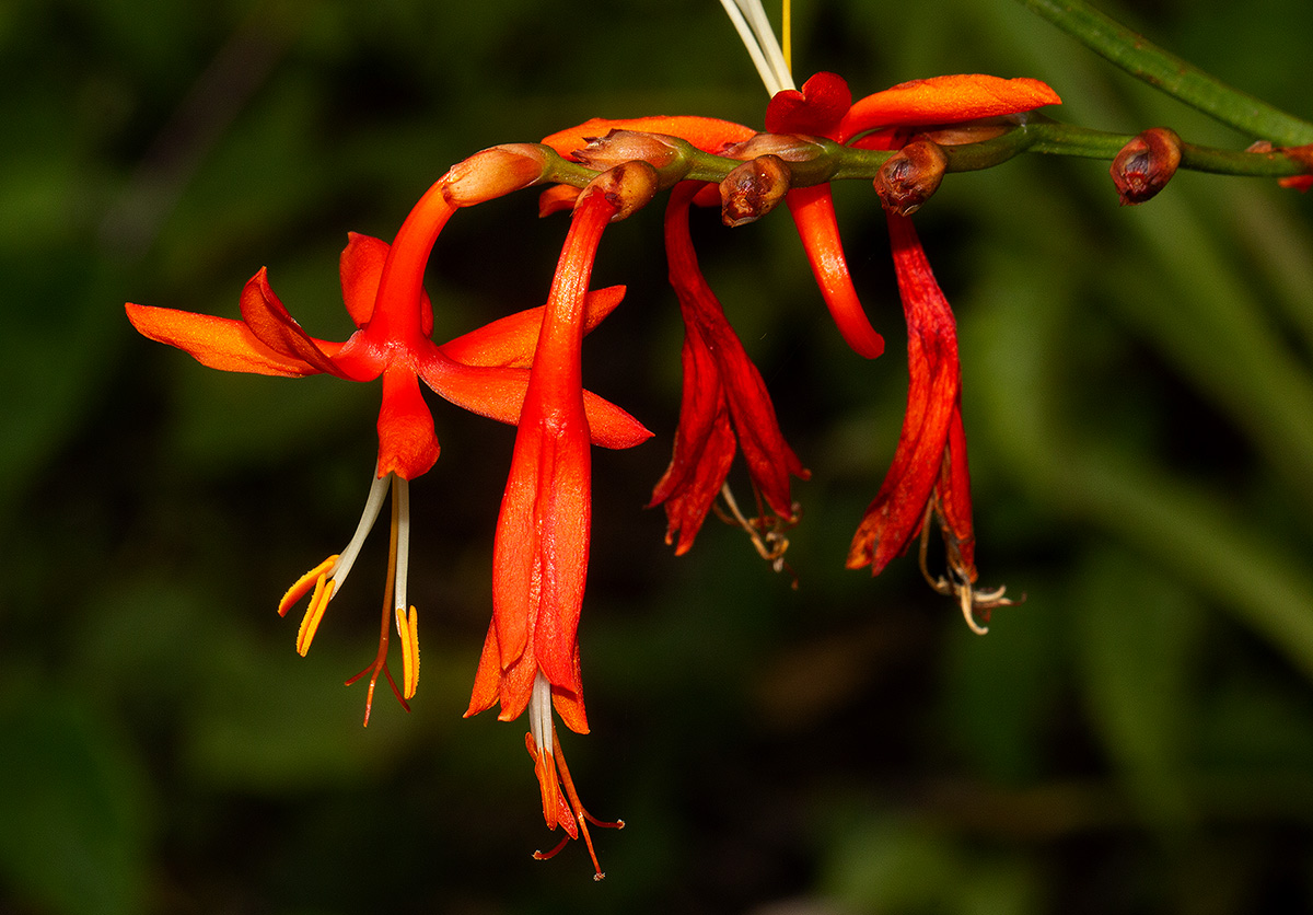 Crocosmia aurea subsp. aurea Crocosmia aurea subsp. aurea