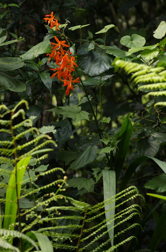 Crocosmia aurea subsp. aurea Crocosmia aurea subsp. aurea