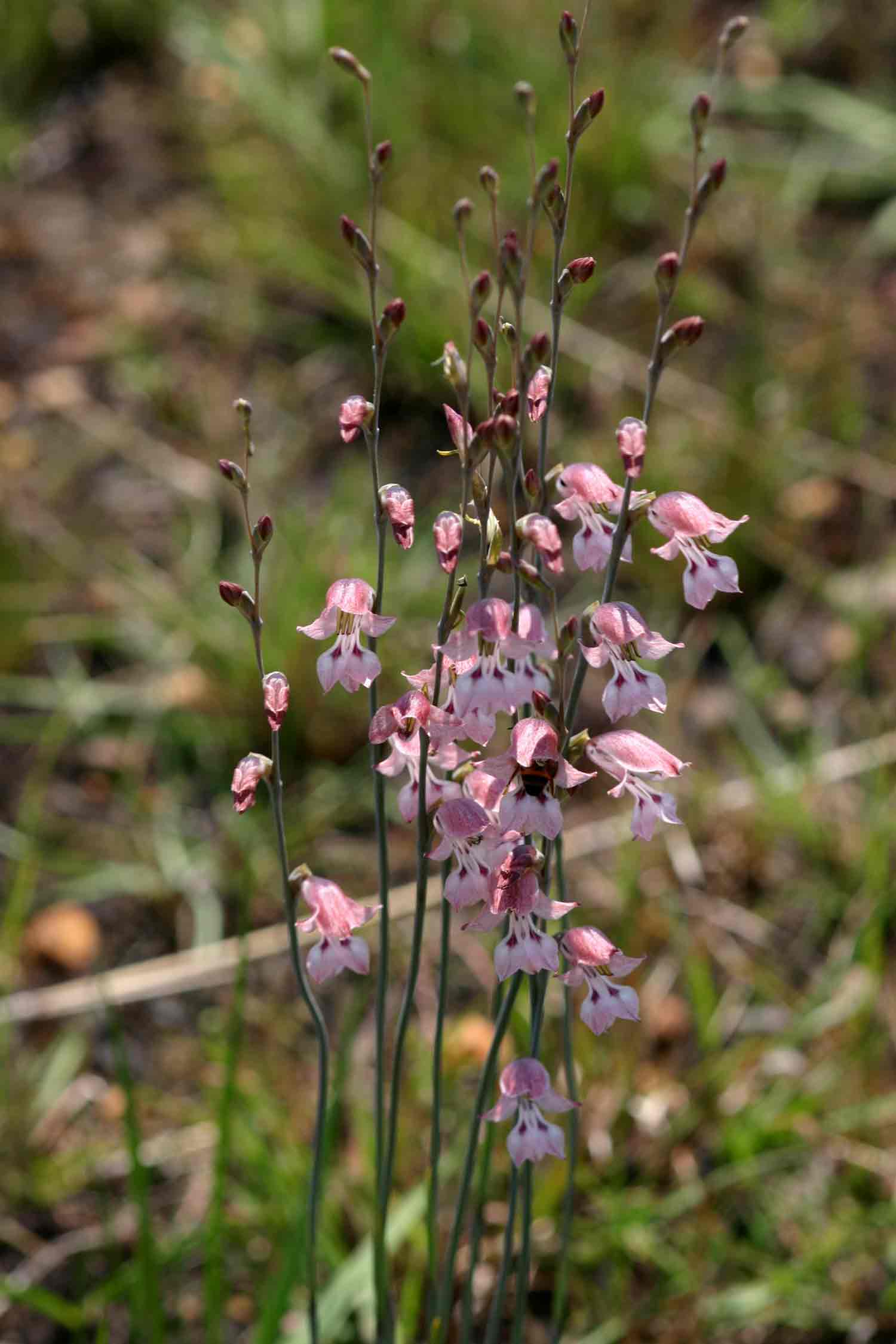 Gladiolus unguiculatus Gladiolus unguiculatus