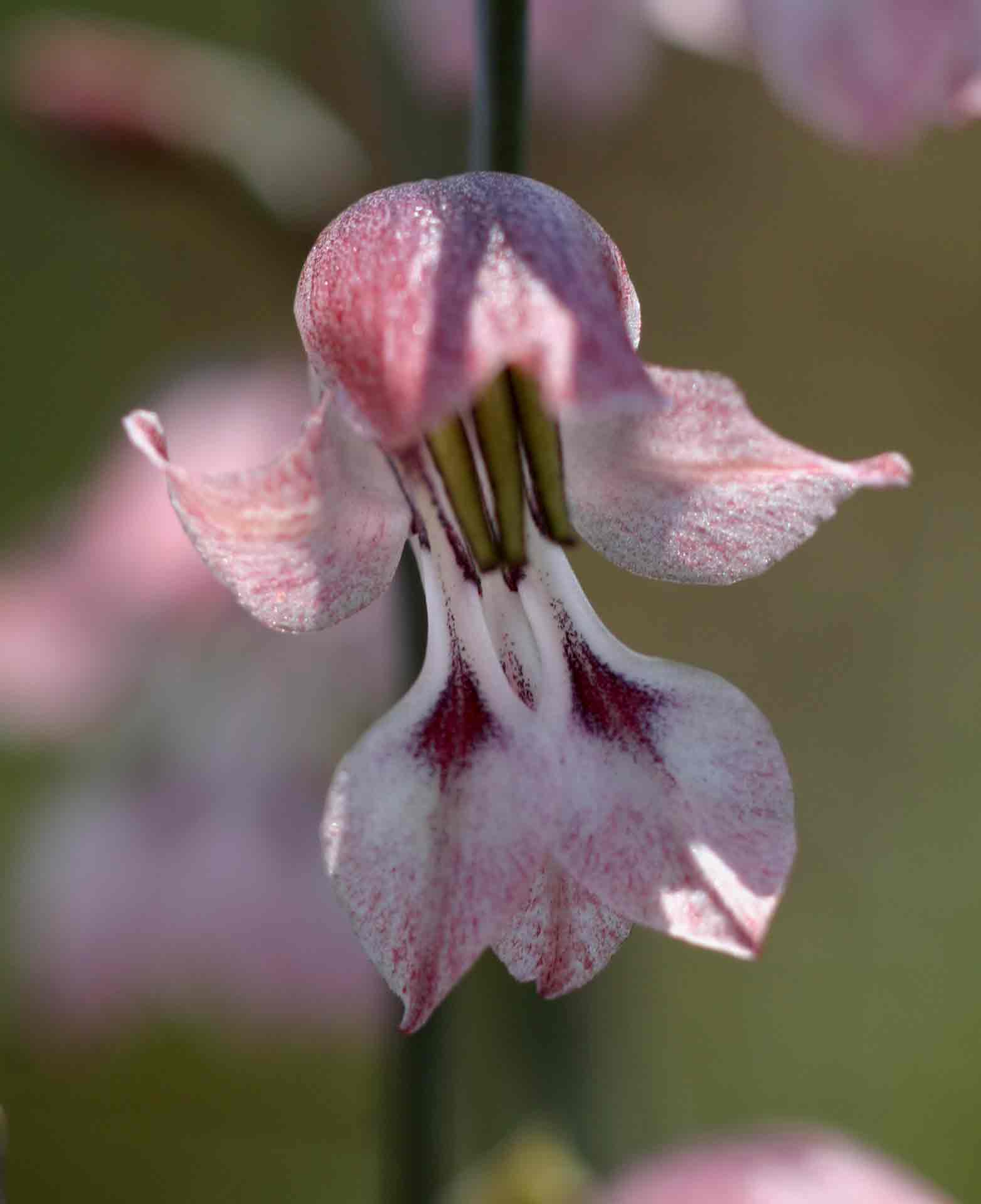 Gladiolus unguiculatus Gladiolus unguiculatus