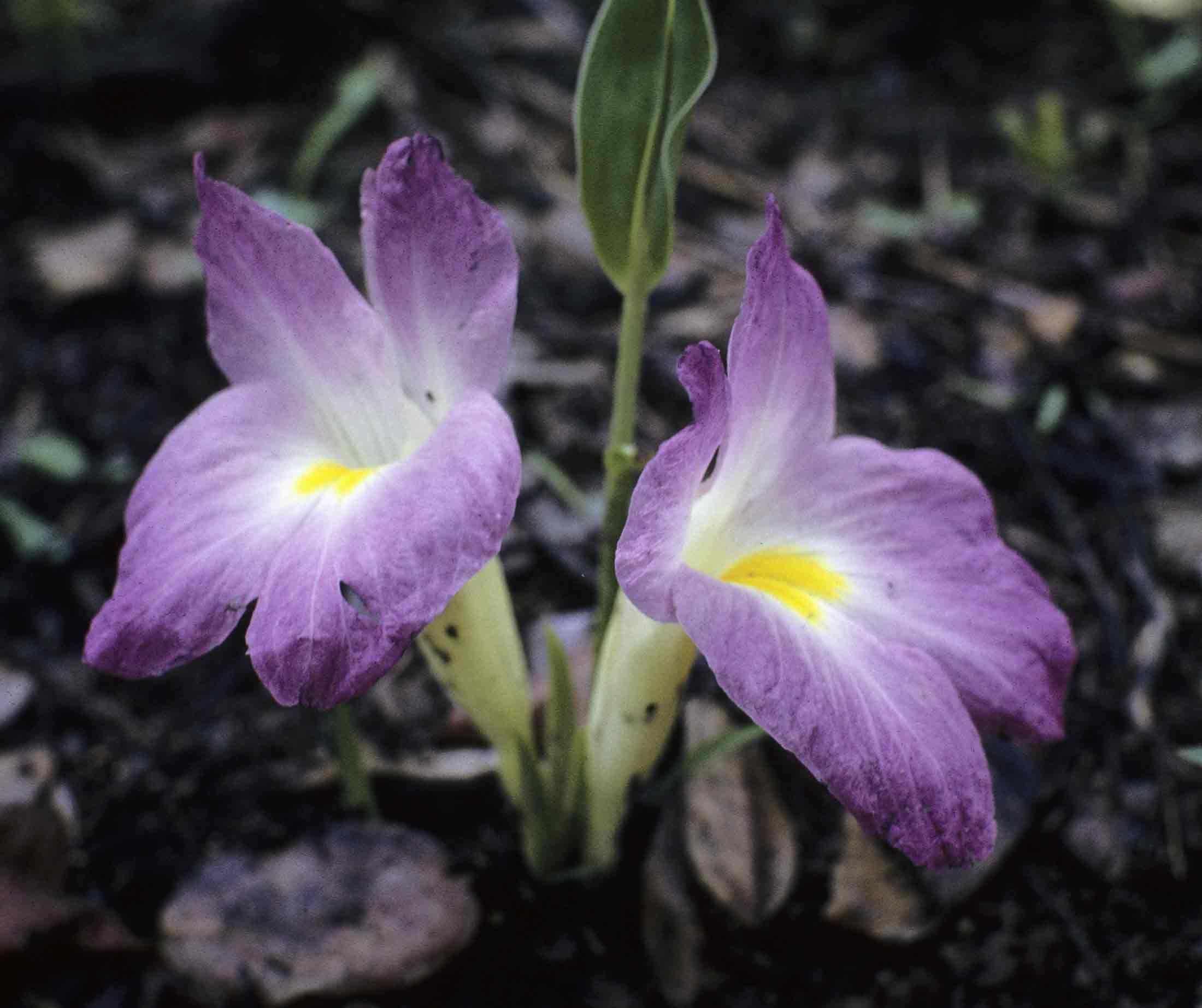 Siphonochilus aethiopicus Siphonochilus aethiopicus