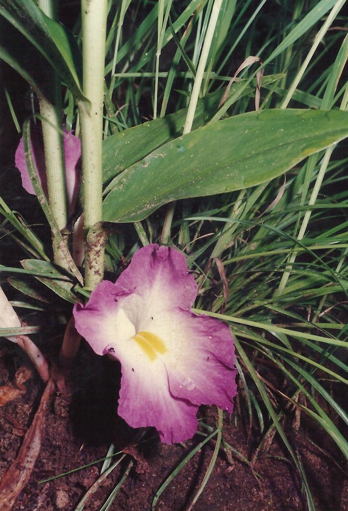 Siphonochilus aethiopicus Siphonochilus aethiopicus