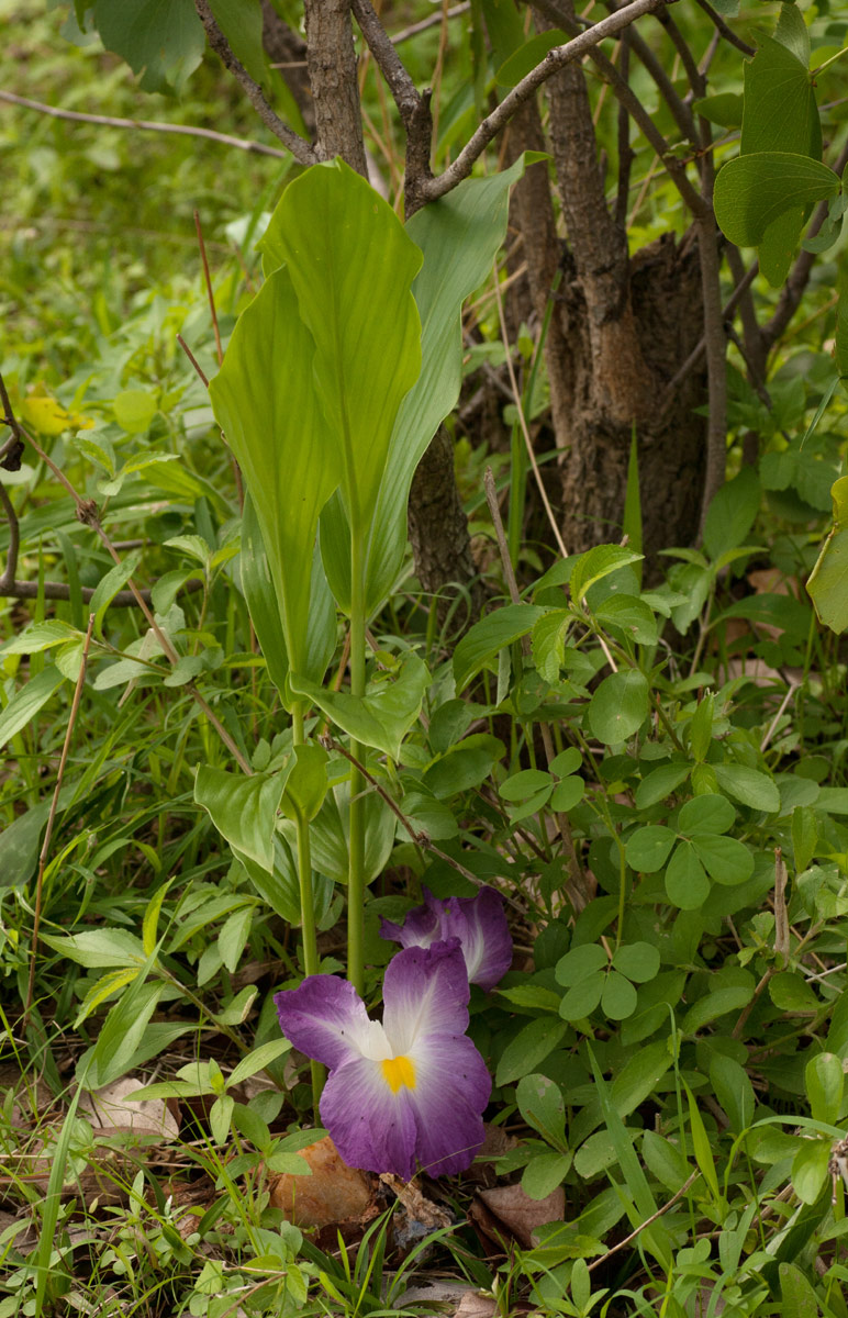Siphonochilus aethiopicus Siphonochilus aethiopicus