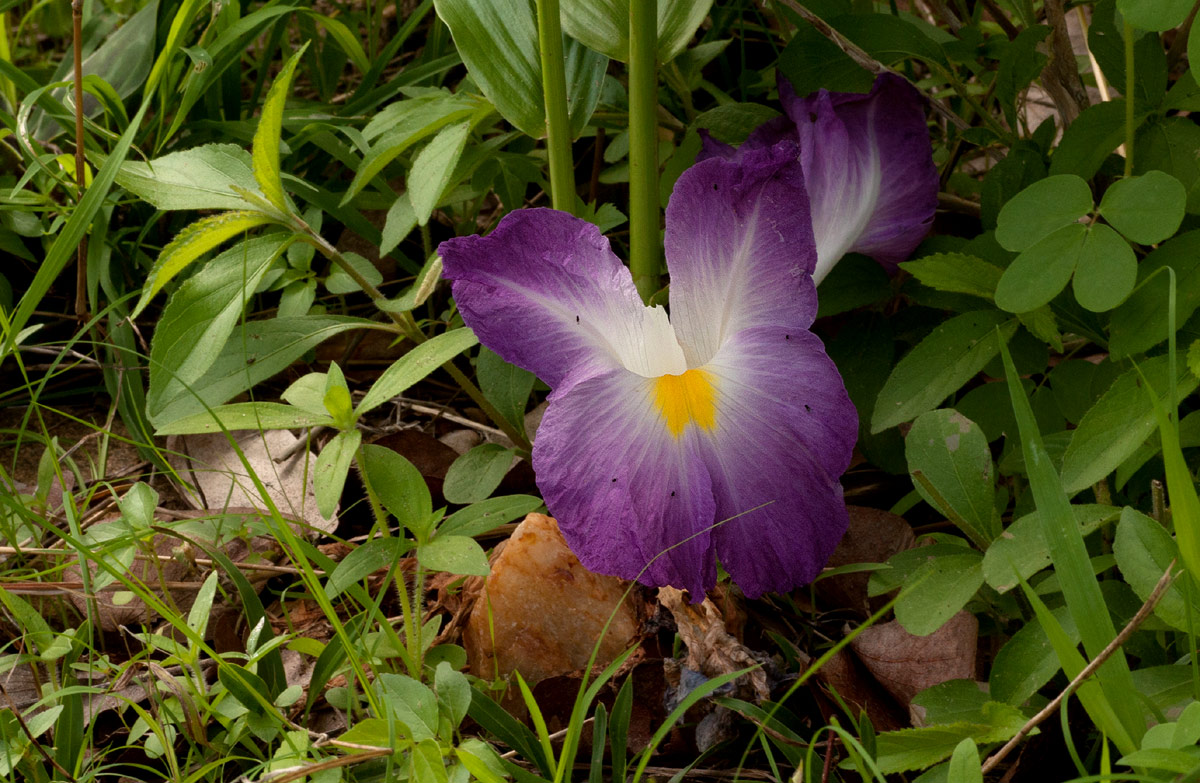 Siphonochilus aethiopicus Siphonochilus aethiopicus