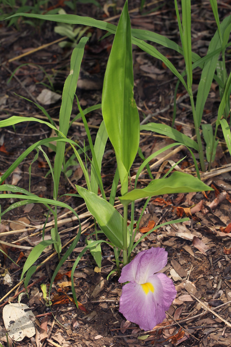 Siphonochilus aethiopicus Siphonochilus aethiopicus