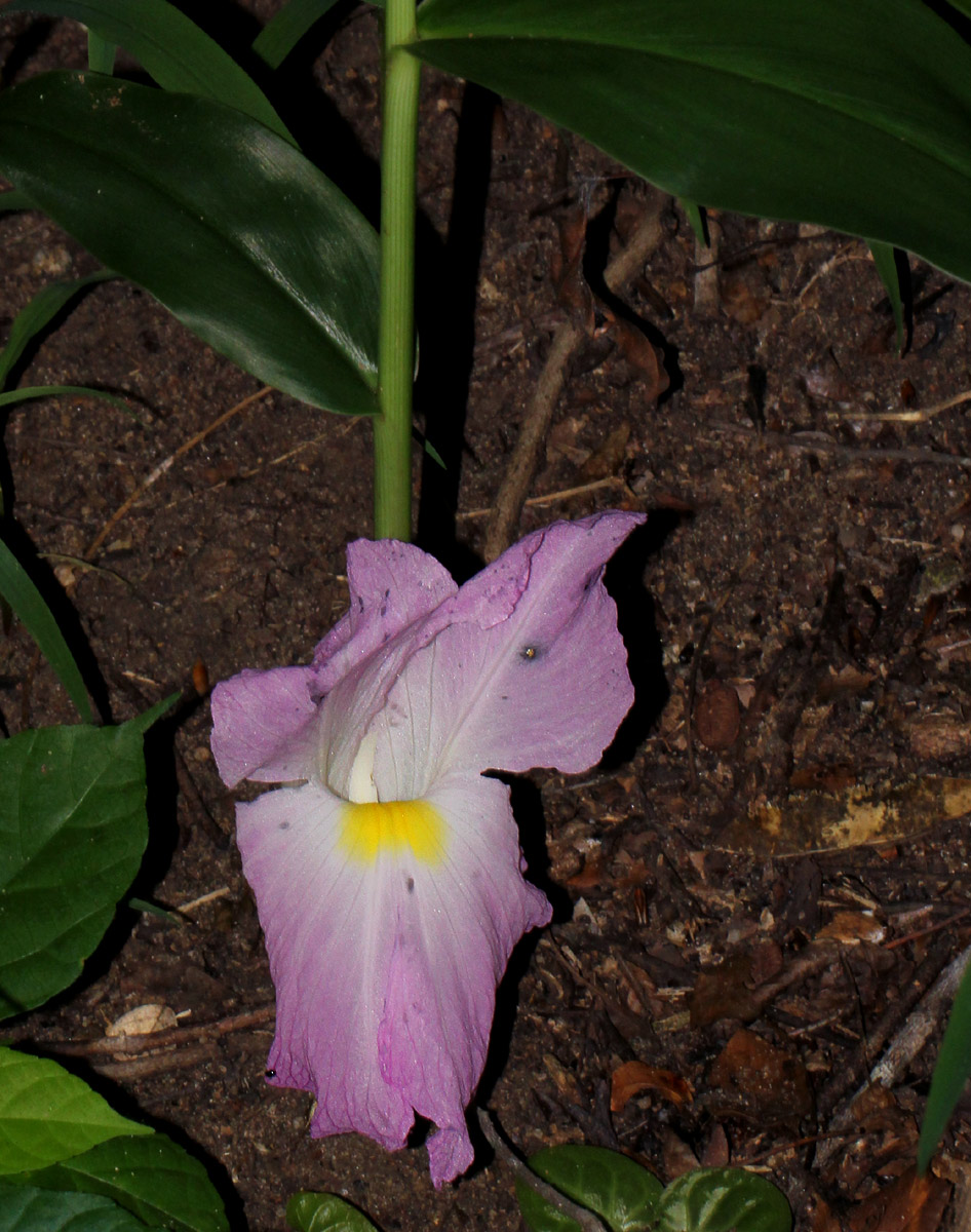 Siphonochilus aethiopicus Siphonochilus aethiopicus