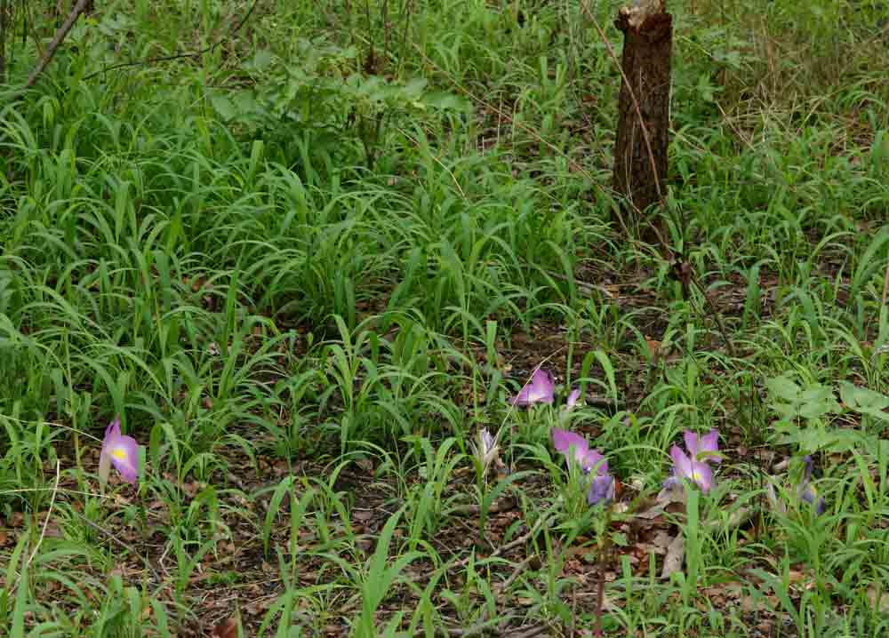 Siphonochilus aethiopicus Siphonochilus aethiopicus